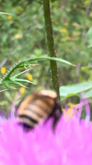 Bombus borealis