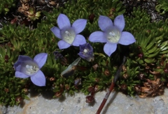 Prismatocarpus alpinus