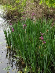 Iris giganticaerulea