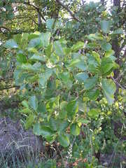 Alnus glutinosa