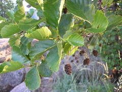 Alnus glutinosa