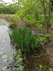 Iris giganticaerulea