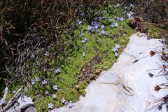 Prismatocarpus alpinus