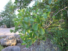 Alnus glutinosa
