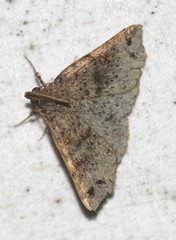 Lithilaria proestans