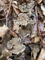 Craterellus cinereus