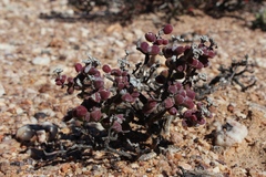 Drosanthemopsis diversifolia