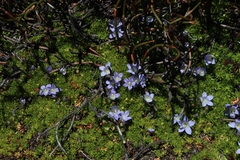 Prismatocarpus alpinus