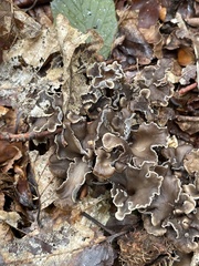 Craterellus cinereus