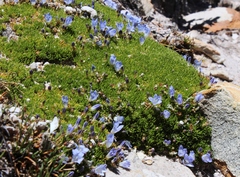 Prismatocarpus alpinus