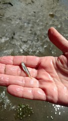 Fundulus parvipinnis