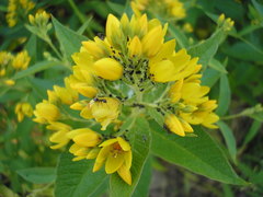 Lysimachia vulgaris