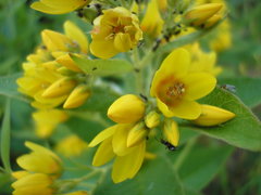 Lysimachia vulgaris