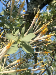 Agelanthus natalitius subsp. zeyheri image