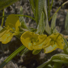 Commelina africana krebsiana