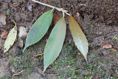 Quercus gilva