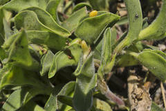 Commelina africana krebsiana