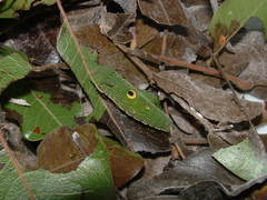Charaxes candiope