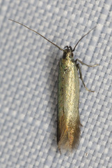 Periploca