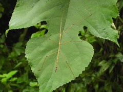 Baculomia siamensis