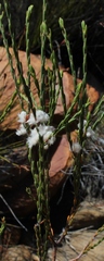 Lachnaea montana