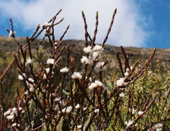 Lachnaea montana