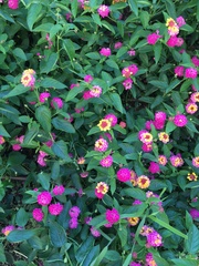 Lantana camara