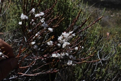 Lachnaea montana