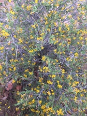 Lasiosiphon deserticola