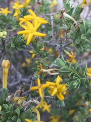 Lasiosiphon deserticola