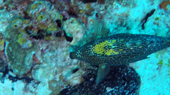 Acanthostracion polygonium