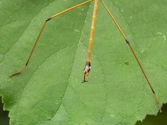 Baculomia siamensis