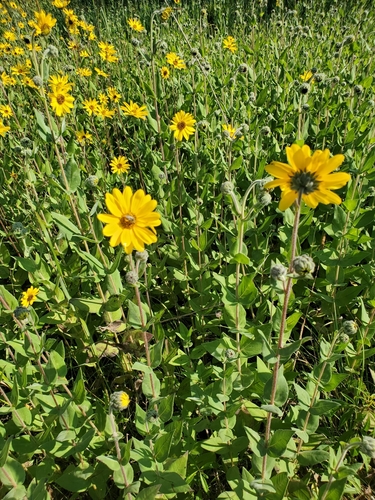 Helianthus mollis iNat (3)
