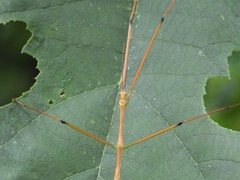 Baculomia siamensis
