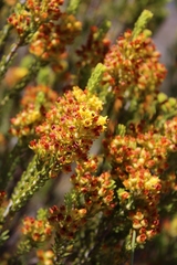 Erica parilis parilis