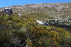Erica parilis parilis