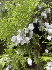 Platycladus orientalis