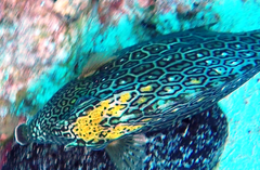 Acanthostracion polygonium