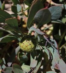 Protea effusa