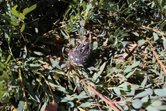 Protea effusa