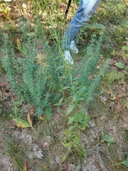Solidago virgaurea taurica