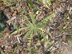 Cirsium drummondii