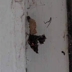 Aglais urticae