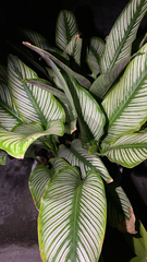 Spathiphyllum wallisii