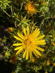 Berkheya heterophylla
