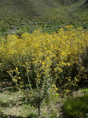 Berkheya heterophylla