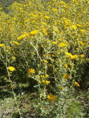 Berkheya heterophylla