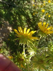 Berkheya heterophylla