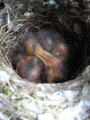 Muscicapa striata