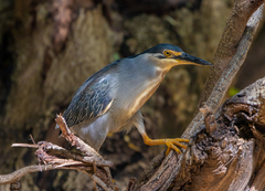 Butorides striata
